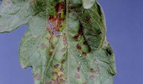 Image result for tomato seedling pseudomonas syringae pv tomato symptoms