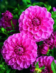 It can only be harvested with a pickaxe or drill. 093800 Ball Dahlie Sandra Fruher Pink Silvia