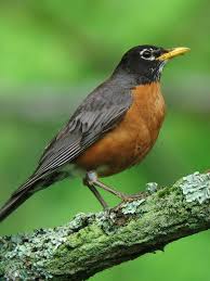 Black Bird With Orange Belly Michigan Learn More About The Common American Robin Robin Bird Birds American Robin
