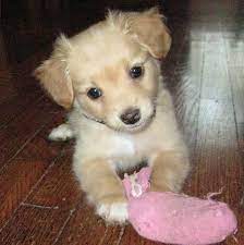 The Daily Puppies Des Trois Derniers Jours Chihuahua Mix Puppies Chihuahua Poodle Mix Puppy Dog Pictures