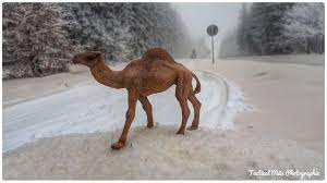 Letzteren fall nennt man dann blutschnee und genau der wird in den nächsten tagen in der nordhälfte deutschlands erwartet. Extremwetter Eiswinter Trifft Auf Saharaluft Blutschnee In Sudthuringen Thuringen Insudthuringen