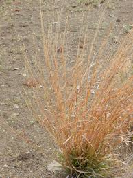 Image result for Heteropogon contortus