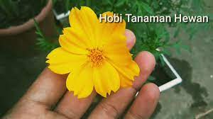 Provided to youtube by believe sashimawari (bunga matahari) · jkt48boku no taiyou (matahari milikku)℗ 2014 dentsu inter admarkreleased on: Keluarga Bunga Matahari Youtube