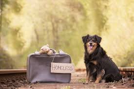 Their attractive #australianshepherd markings, along with their #waggingtail, and #darlingpuppyeyes will have. Australian Shepherd In Not Myaustralianshepherd De