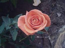 صور ورد تصويري صوري عدستي انستقرام flowers rose plants