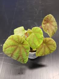 Image result for Begonia quadrialata