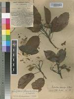 Image result for Nesogordonia