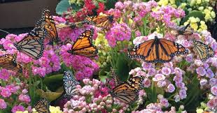 We did not find results for: 5 Flowers That You Need For A Butterfly Garden Garden Lovers