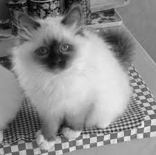 All orders are custom made and most ship worldwide within 24 hours. Nzcf Registered Birman Breeder Breeding Beautiful Birman Kittens Christchurch Canterbury New Zealand Birman Kittens For Sale Blue Point Lilac Point Blue Cream Tortie Point Cream Point