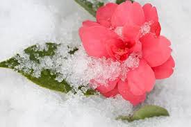 Maybe you would like to learn more about one of these? Winter Blooming Camellias