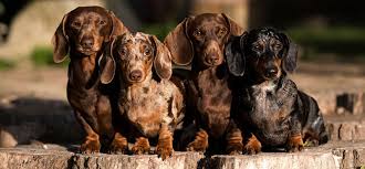 Facebook is showing information to help you better understand the purpose of a page. Dachshund Colors Patterns And Markings Playbarkrun