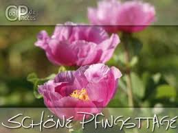 Findet pfingsten im späten frühling statt? Coolphotos De Grusskarten Feiertage Pfingsten