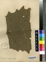 Image result for Vernonia conferta