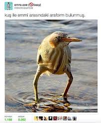 Onedio Okurlarinin Sectigi 2016 Nin En Komik 41 Tweeti Nadide Hayvanlar Hayvan Evcil Hayvanlar