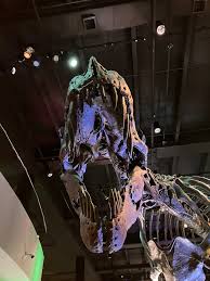 Exploring the Houston Museum's Dinosaur Treasures