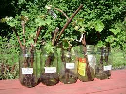 Image result for grapevine cuttings