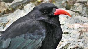 Chough Bird Close Up Cornish Choughs Youtube Bird Weird Birds Common Birds