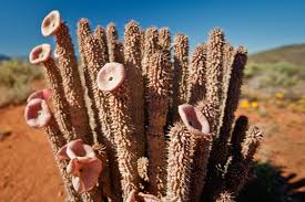 Image result for Hoodia