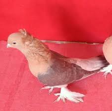 Blt Blt Adli Kullanicinin Guvercin Pidgeon Panosundaki Pin