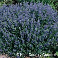 How to prune blue mist shrubs home guides sf gate? Pin On Back 40
