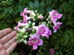 We did not find results for: Pink Trumpet Vine Or Podranea Flower Plant Of The Month