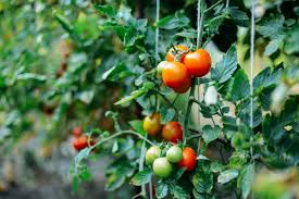(33,68€ bei amazon*) damit die starkzehrer im eng begrenzten raum des pflanzgefäßes nicht darben müssen, stehen biologische flüssigdünger im fachhandel bereit. Tomaten Optimal Dungen Tipps Zur Haufigkeit Und Dungerauswahl Heimhelden