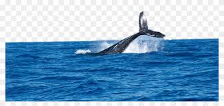 Freetoedit Whale Ocean Splash Habitat De La Ballena Hd Png Download 1024x440 5256097 Pngfind Seabed marine habitats ocean png, clipart, angle, aquatic animal. freetoedit whale ocean splash