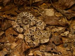 Image result for Bothrops asper