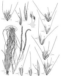 Image result for Ctenium concinnum