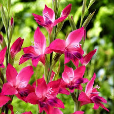 Image result for Gladiolus nyasicus
