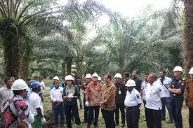 Palmas project engineering, an engineering based palm oil upstream and downstream refinery turnkey contractor, established since 2006. Sri Mulyani Dialog Dengan Petani Sawit Di Manokwari Antara News