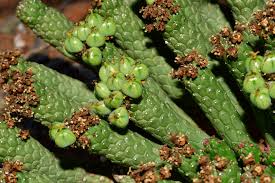 Image result for Euphorbiaceae