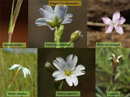 Image result for Caryophyllaceae