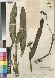 Image result for Polystachya virginea