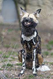 the animal blog african wild dog finishing to yawn by tambako the jaguar afrika yaban kopegi nadide hayvanlar hayvan fotografciligi