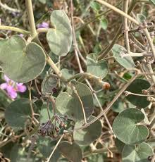 Image result for Pergularia