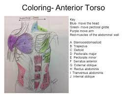 Two écorché figure wellcome v0008229.jpg 3,276 × 2,317; Muscles Of The Torso Upload Worksheet Trunk Coloring Answers Anterior Number System In Muscles Of The Trunk Coloring Worksheet Answers Worksheet Christmas Tree Sheets Help With Math Problems Free Math Trivias And