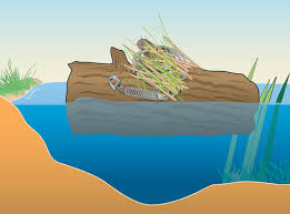 You are to position the beaver's trap with the open door. Muskrat Sets