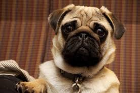 Factors to know how much do pug cost. Pug Dog Breed Info Pictures Characteristics Facts Puppies Doggie Designer