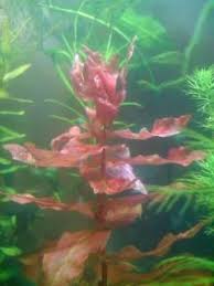 Image result for Rotala capensis