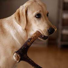 Are Antlers Safe For Dogs