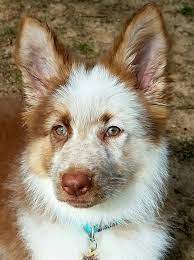 Liver Panda Gsd Puppy-maple Beautiful Dogs Panda German Shepherd Gsd Puppies