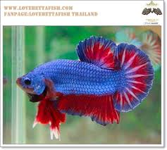 Image From Http E Lnwfile Com Tn2e1q Jpg Betta Fish Fish Pet Siamese Fighting Fish