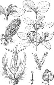 Image result for Mildbraedia carpinifolia