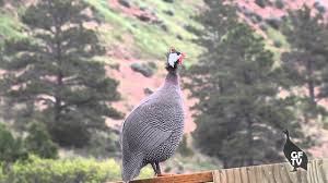 The fact that guinea fowl can be extremely loud is at times helpful. Male Guinea Fowl Sounds Calls Youtube