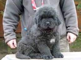 Silver Newfoundland Puppy This Is What I Want For A Push Present Newfoundland Puppies Puppies Puppy Adoption