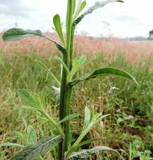 Image result for Neojeffreya