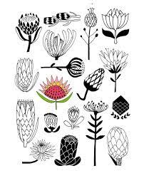 pin by laurence vingtierrenard on protea art botanical flower drawing coloriage doraemon dessine pour nobita