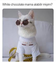 Gulmek Garanti Kedi Bile Havali Facebook