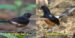 Burung murai batu bordan murai batu bordan merupakan burung hasil kawin silang antara murai batu medan jantan dan murai batu borneo betina. 36 Cara Membedakan Murai Batu Betina Dan Jantan Dari Ciri Fisik Burungnya Com